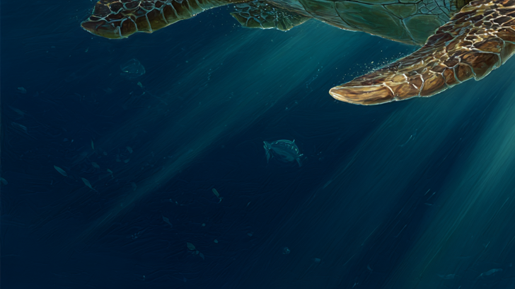 🐢深海奇遇，与海龟共舞的治愈